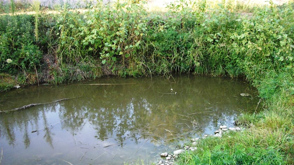 Habitat di P. bergeri e la sua allegra kleptospecie